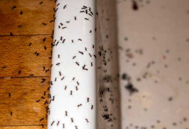 Best Affordable Pest Control Services  in Risg Sun, IN